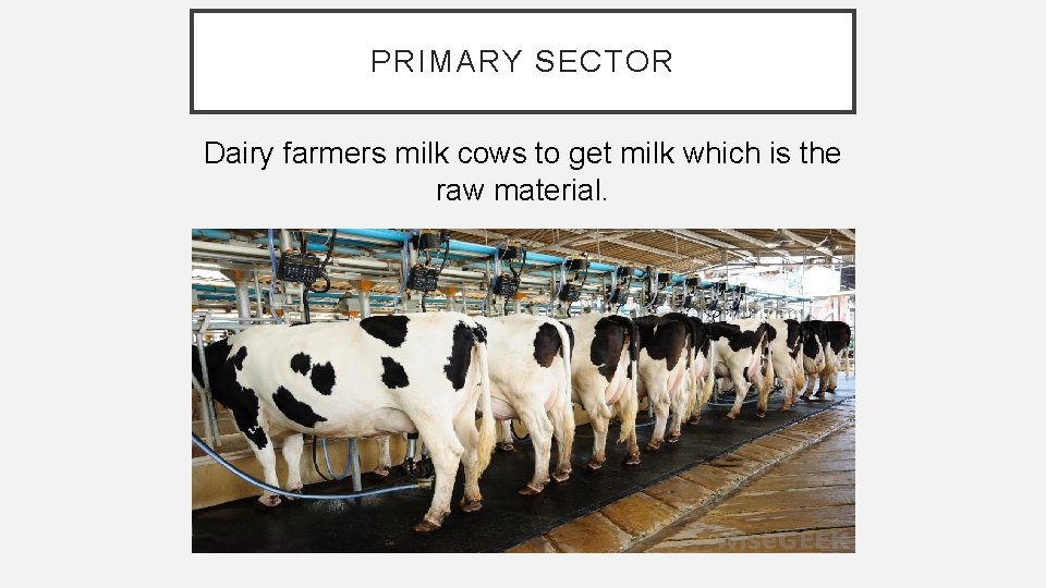 PRIMARY SECTOR Dairy farmers milk cows to get milk which is the raw material.