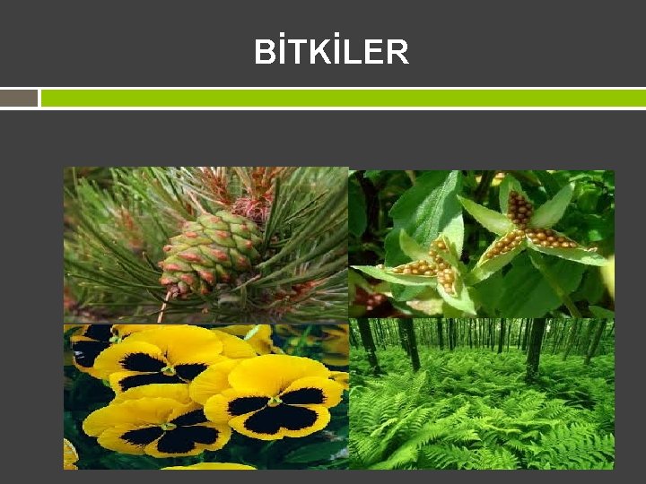 BİTKİLER 