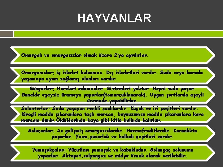 HAYVANLAR Omurgalı ve omurgasızlar olmak üzere 2’ye ayrılırlar. Omurgasızlar; iç iskelet bulunmaz. Dış iskeletleri