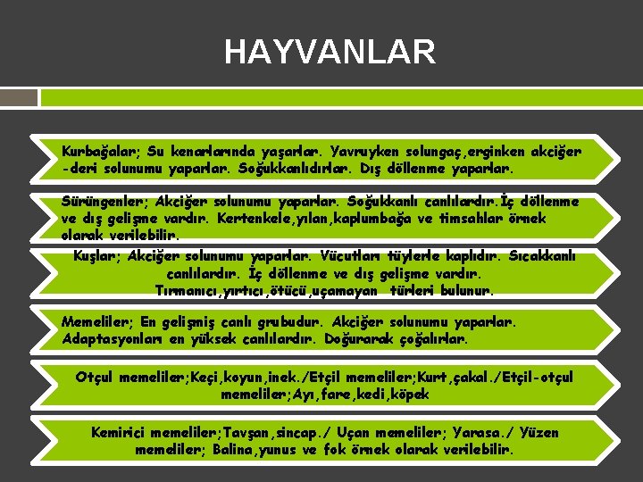 HAYVANLAR Kurbağalar; Su kenarlarında yaşarlar. Yavruyken solungaç, erginken akciğer -deri solunumu yaparlar. Soğukkanlıdırlar. Dış