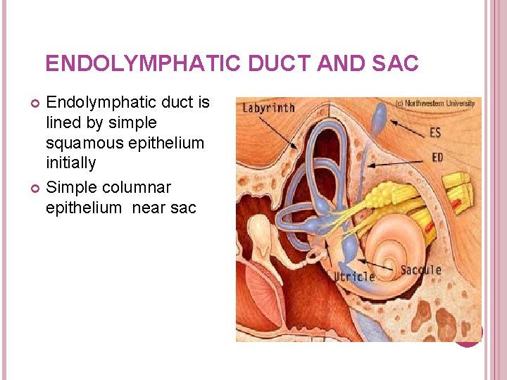 ENDOLYMPHATIC DUCT AND SAC Endolymphatic duct is lined by simple squamous epithelium initially Simple