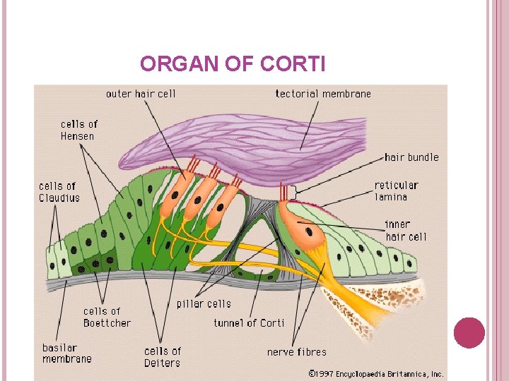 ORGAN OF CORTI 