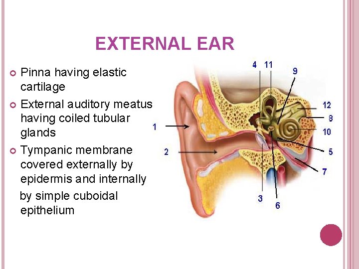 EXTERNAL EAR Pinna having elastic cartilage External auditory meatus having coiled tubular glands Tympanic