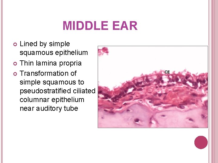 MIDDLE EAR Lined by simple squamous epithelium Thin lamina propria Transformation of simple squamous