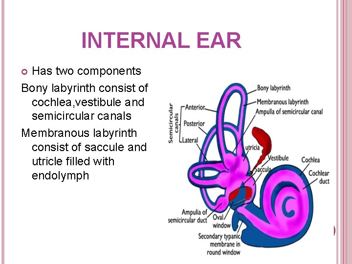 INTERNAL EAR Has two components Bony labyrinth consist of cochlea, vestibule and semicircular canals