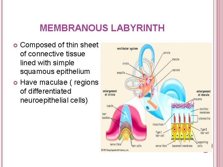 MEMBRANOUS LABYRINTH Composed of thin sheet of connective tissue lined with simple squamous epithelium