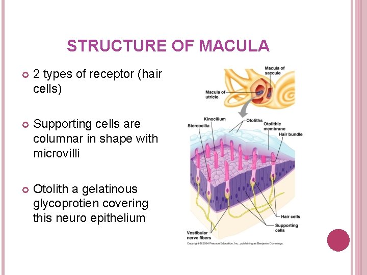 STRUCTURE OF MACULA 2 types of receptor (hair cells) Supporting cells are columnar in