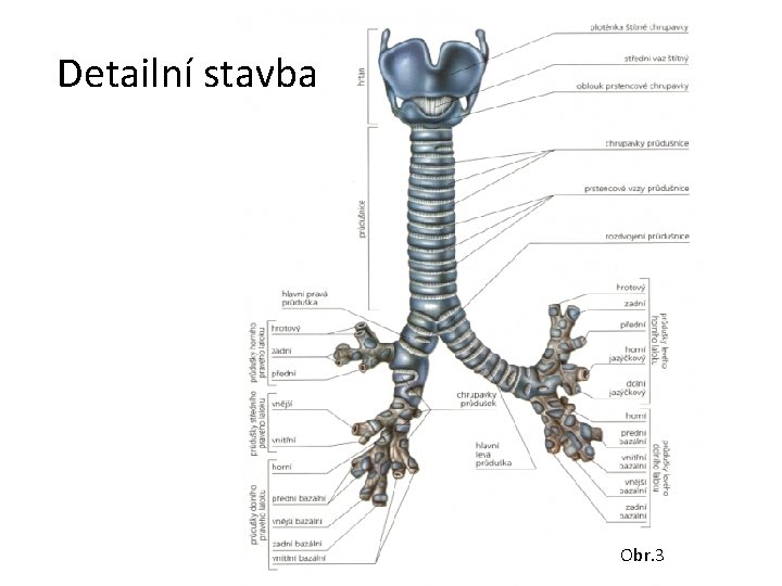 Detailní stavba Obr. 3 