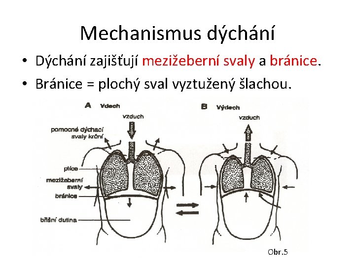 Mechanismus dýchání • Dýchání zajišťují mezižeberní svaly a bránice. • Bránice = plochý sval