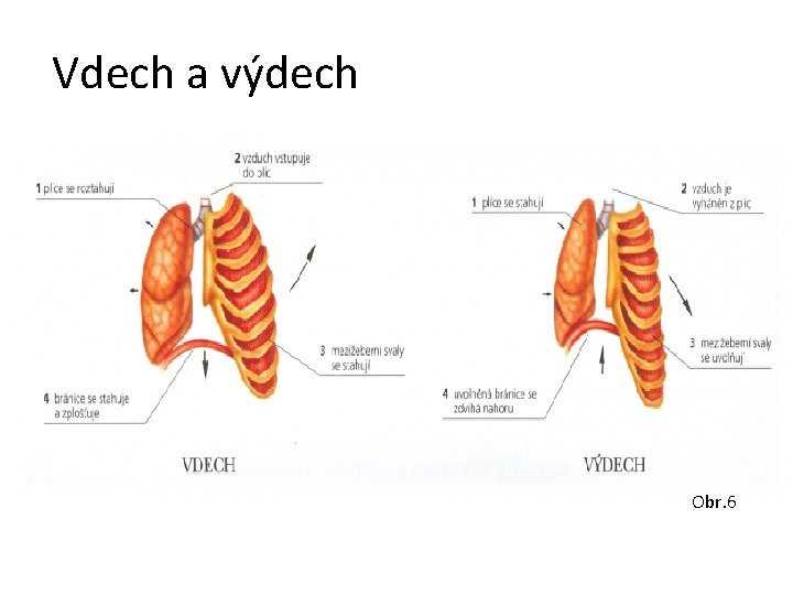 Vdech a výdech Obr. 6 