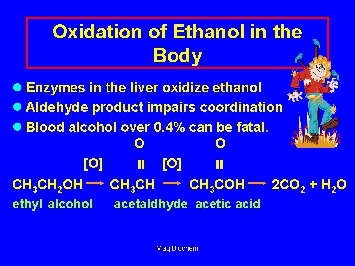 Oxidation of Ethanol in the Body l Enzymes in the liver oxidize ethanol l