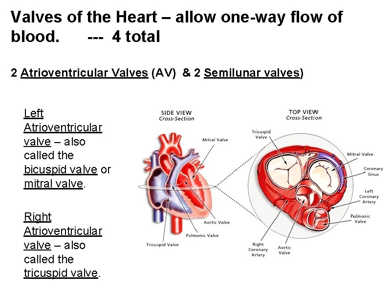 Valves of the Heart – allow one-way flow of blood. --- 4 total 2