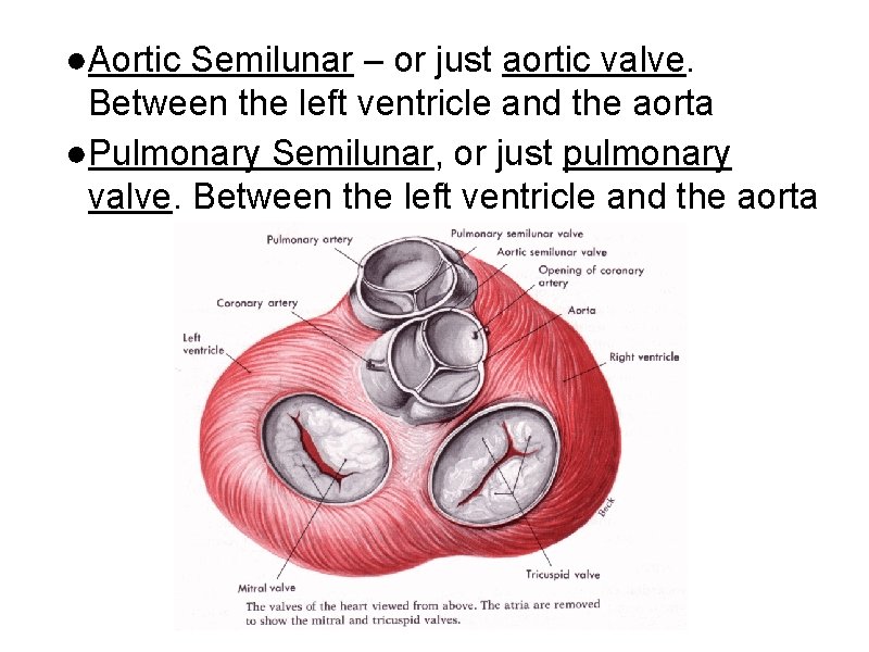 ●Aortic Semilunar – or just aortic valve. Between the left ventricle and the aorta