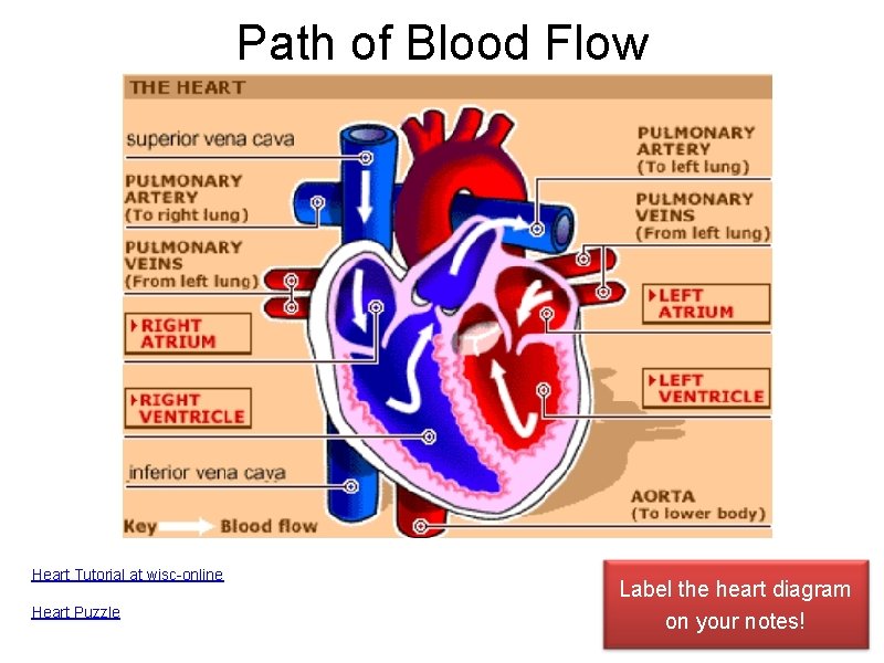 Path of Blood Flow Heart Tutorial at wisc-online Heart Puzzle Label the heart diagram