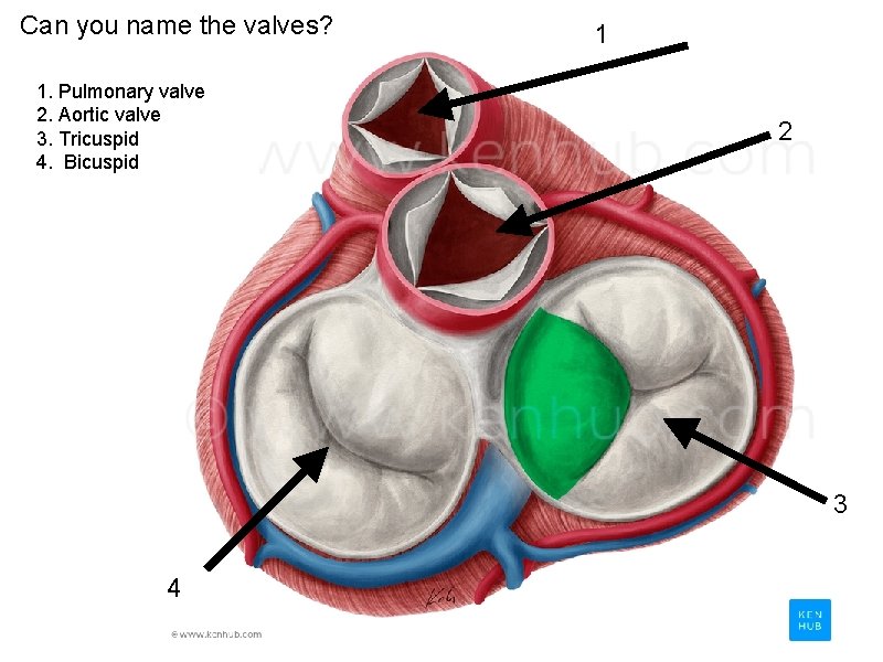 Can you name the valves? 1. Pulmonary valve 2. Aortic valve 3. Tricuspid 4.