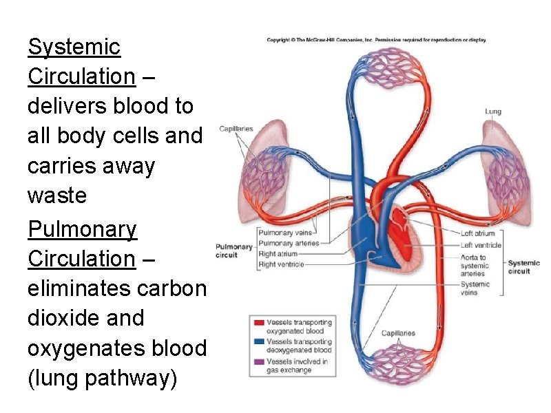 Systemic Circulation – delivers blood to all body cells and carries away waste Pulmonary