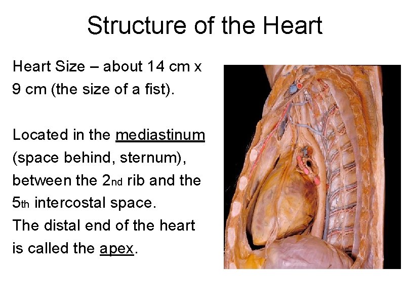 Structure of the Heart Size – about 14 cm x 9 cm (the size