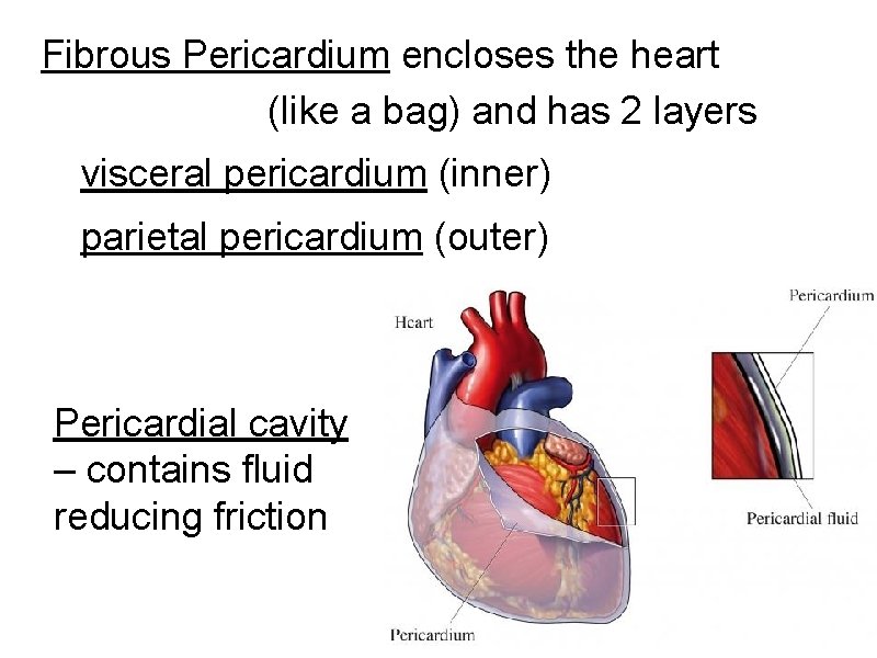 Fibrous Pericardium encloses the heart (like a bag) and has 2 layers visceral pericardium