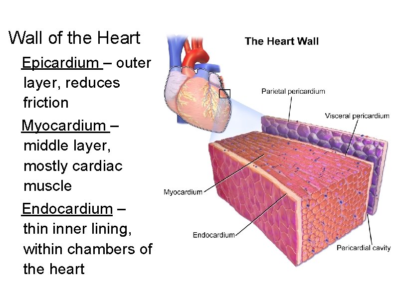 Wall of the Heart Epicardium – outer layer, reduces friction Myocardium – middle layer,