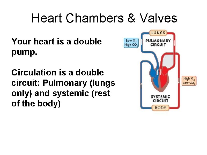 Heart Chambers & Valves Your heart is a double pump. Circulation is a double