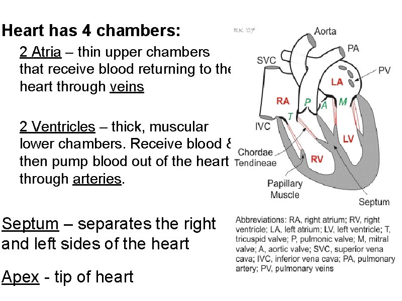 Heart has 4 chambers: 2 Atria – thin upper chambers that receive blood returning