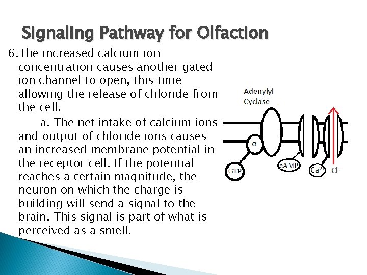 Signaling Pathway for Olfaction 6. The increased calcium ion concentration causes another gated ion
