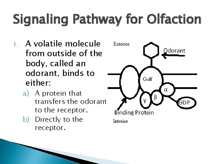 Signaling Pathway for Olfaction 1. A volatile molecule from outside of the body, called
