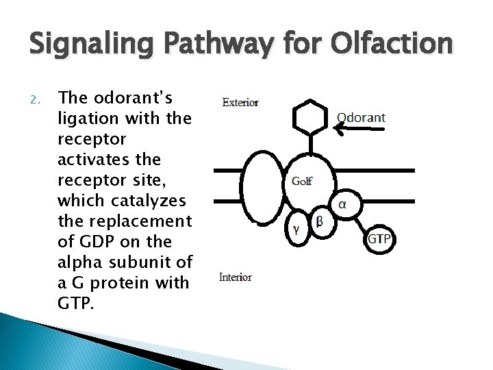 Signaling Pathway for Olfaction 2. The odorant’s ligation with the receptor activates the receptor
