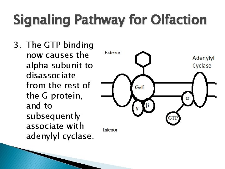 Signaling Pathway for Olfaction 3. The GTP binding now causes the alpha subunit to