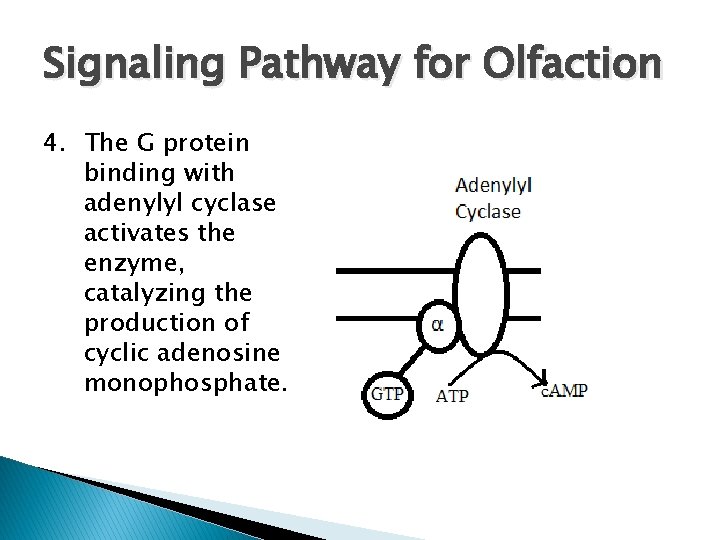 Signaling Pathway for Olfaction 4. The G protein binding with adenylyl cyclase activates the