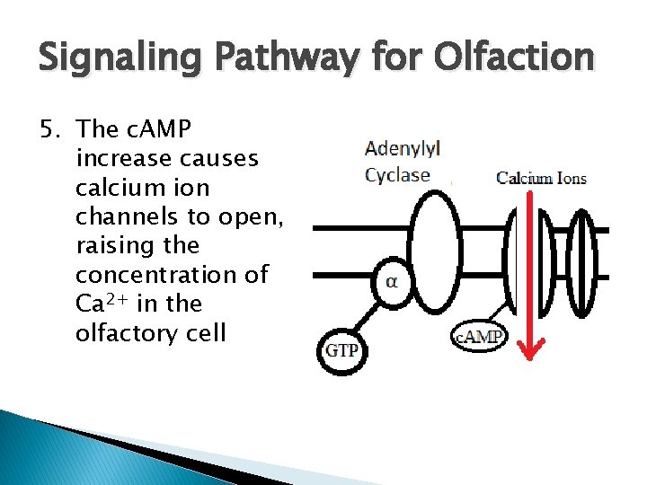 Signaling Pathway for Olfaction 5. The c. AMP increase causes calcium ion channels to