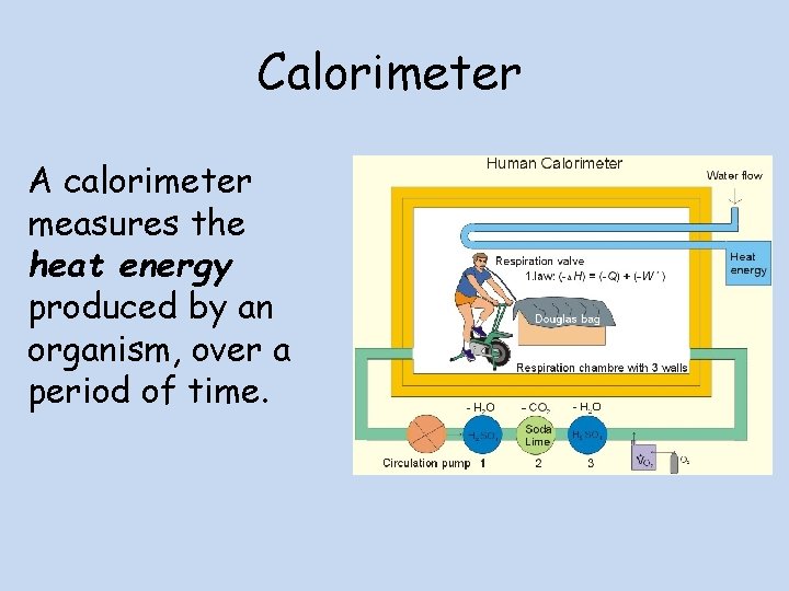 Calorimeter A calorimeter measures the heat energy produced by an organism, over a period