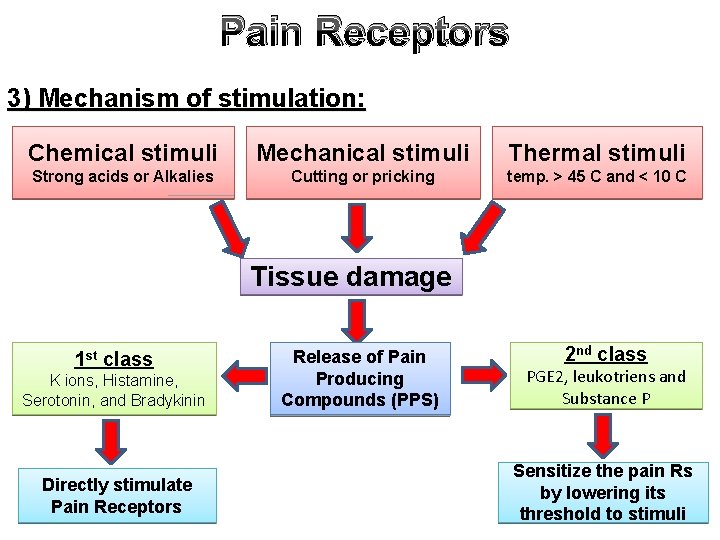 Pain Receptors 3) Mechanism of stimulation: Chemical stimuli Mechanical stimuli Thermal stimuli Strong acids