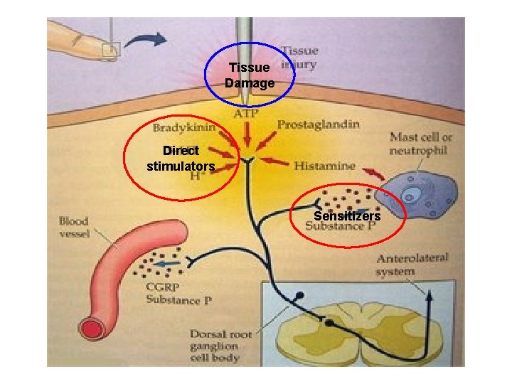 Tissue Damage Direct stimulators Sensitizers 