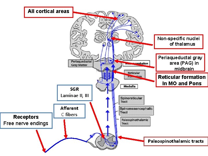 All cortical areas Non-specific nuclei of thalamus Periaqueductal gray area (PAG) in midbrain SGR