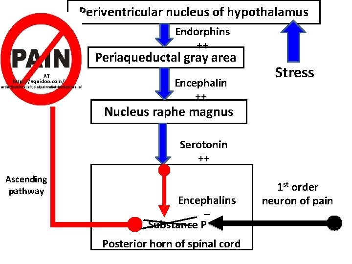 Periventricular nucleus of hypothalamus Endorphins ++ Periaqueductal gray area Encephalin ++ Stress Nucleus raphe