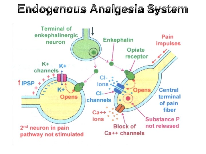 Endogenous Analgesia System 