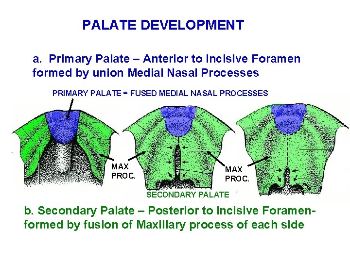 PALATE DEVELOPMENT a. Primary Palate – Anterior to Incisive Foramen formed by union Medial