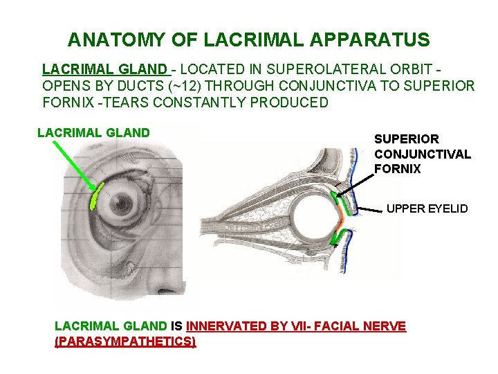 ANATOMY OF LACRIMAL APPARATUS LACRIMAL GLAND - LOCATED IN SUPEROLATERAL ORBIT OPENS BY DUCTS ANATOMY OF LACRIMAL APPARATUS LACRIMAL GLAND - LOCATED IN SUPEROLATERAL ORBIT OPENS BY DUCTS