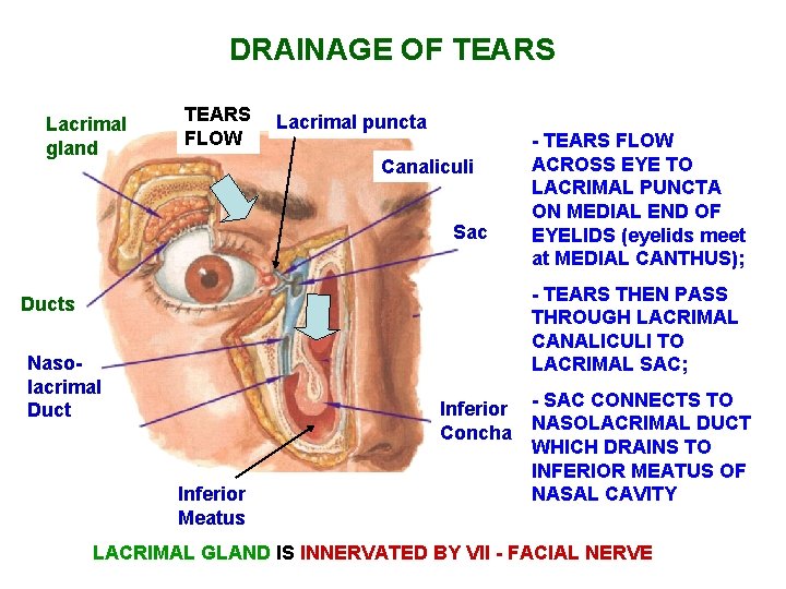 DRAINAGE OF TEARS Lacrimal gland TEARS FLOW Lacrimal puncta Canaliculi Sac - TEARS FLOW