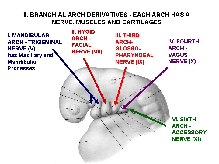 II. BRANCHIAL ARCH DERIVATIVES - EACH ARCH HAS A NERVE, MUSCLES AND CARTILAGES I.