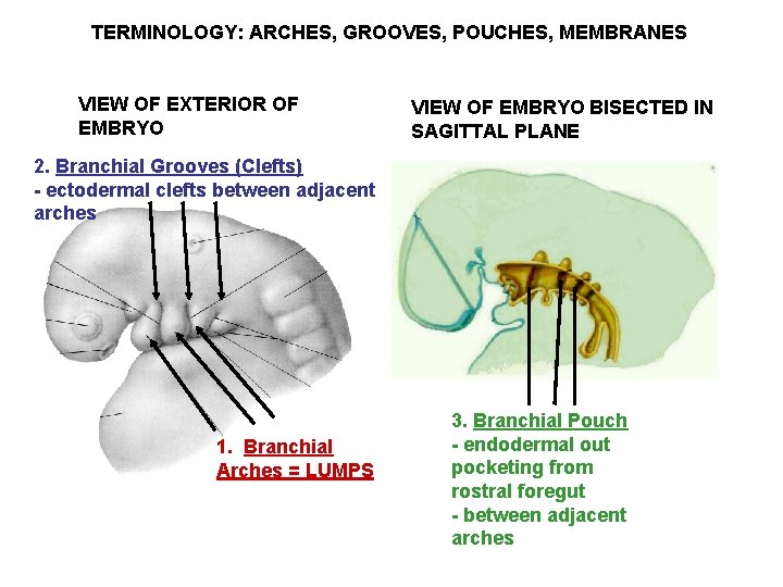 TERMINOLOGY: ARCHES, GROOVES, POUCHES, MEMBRANES VIEW OF EXTERIOR OF EMBRYO VIEW OF EMBRYO BISECTED TERMINOLOGY: ARCHES, GROOVES, POUCHES, MEMBRANES VIEW OF EXTERIOR OF EMBRYO VIEW OF EMBRYO BISECTED