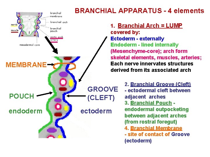 BRANCHIAL APPARATUS - 4 elements MEMBRANE POUCH endoderm 1. Branchial Arch = LUMP covered BRANCHIAL APPARATUS - 4 elements MEMBRANE POUCH endoderm 1. Branchial Arch = LUMP covered
