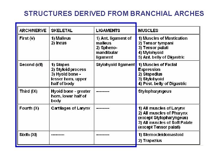 STRUCTURES DERIVED FROM BRANCHIAL ARCHES STRUCTURES DERIVED FROM BRANCHIAL ARCHES