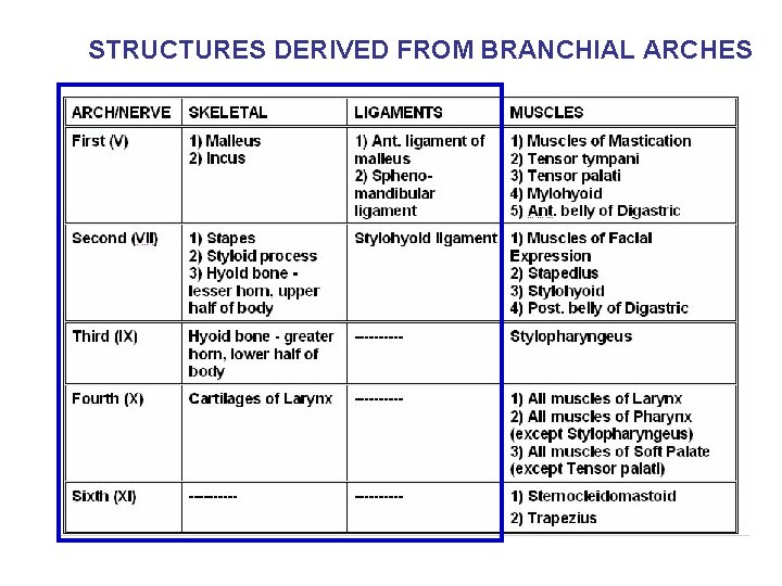 STRUCTURES DERIVED FROM BRANCHIAL ARCHES 