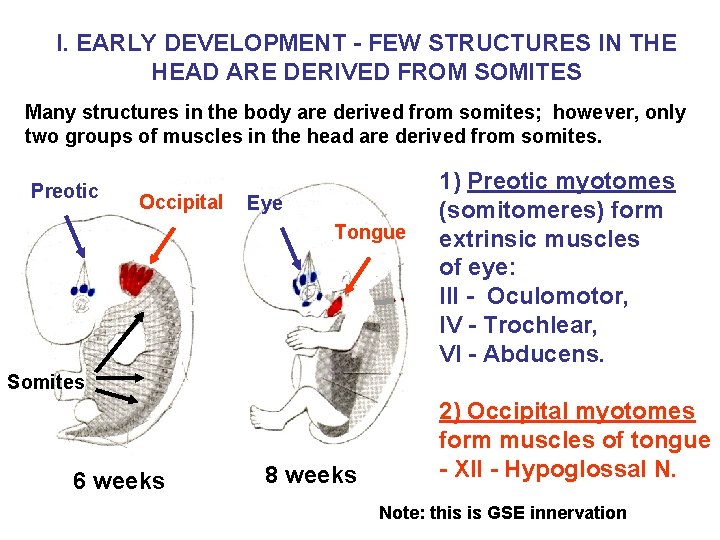I. EARLY DEVELOPMENT - FEW STRUCTURES IN THE HEAD ARE DERIVED FROM SOMITES Many I. EARLY DEVELOPMENT - FEW STRUCTURES IN THE HEAD ARE DERIVED FROM SOMITES Many