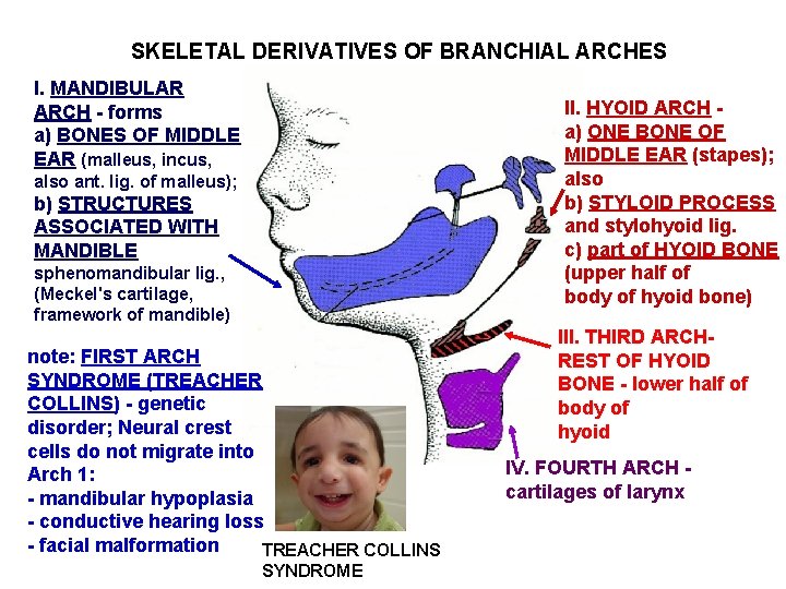 SKELETAL DERIVATIVES OF BRANCHIAL ARCHES I. MANDIBULAR ARCH - forms a) BONES OF MIDDLE SKELETAL DERIVATIVES OF BRANCHIAL ARCHES I. MANDIBULAR ARCH - forms a) BONES OF MIDDLE