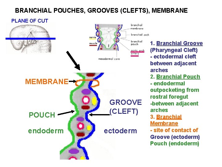 BRANCHIAL POUCHES, GROOVES (CLEFTS), MEMBRANE PLANE OF CUT MEMBRANE POUCH endoderm GROOVE (CLEFT) ectoderm