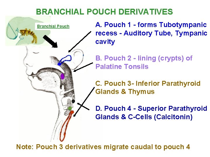 BRANCHIAL POUCH DERIVATIVES Branchial Pouch A. Pouch 1 - forms Tubotympanic recess - Auditory BRANCHIAL POUCH DERIVATIVES Branchial Pouch A. Pouch 1 - forms Tubotympanic recess - Auditory