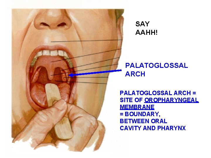 SAY AAHH! PALATOGLOSSAL ARCH = SITE OF OROPHARYNGEAL MEMBRANE = BOUNDARY, BETWEEN ORAL CAVITY SAY AAHH! PALATOGLOSSAL ARCH = SITE OF OROPHARYNGEAL MEMBRANE = BOUNDARY, BETWEEN ORAL CAVITY